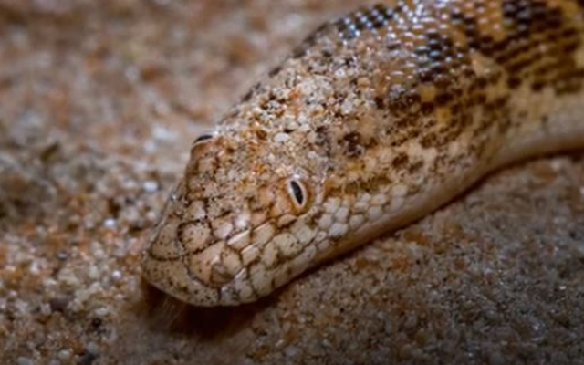 Arabian Sand Boa Eryx Jayakari Facts Diet Habitad And More